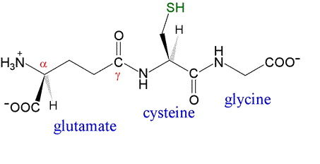 Glutathione và Alpha Lypoic Acid