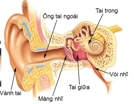 Viêm tai ngoài – Không khó chữa nếu đúng hướng